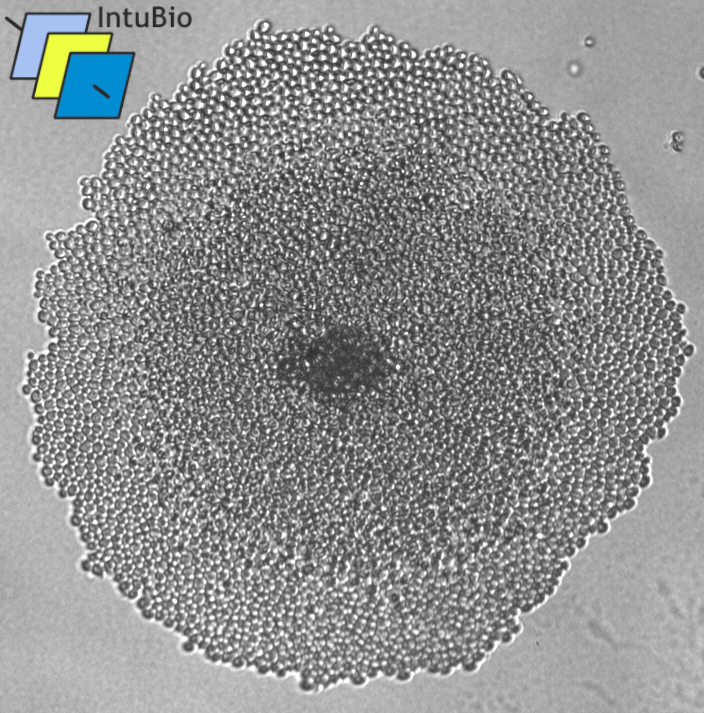 Mature yeast microcolony